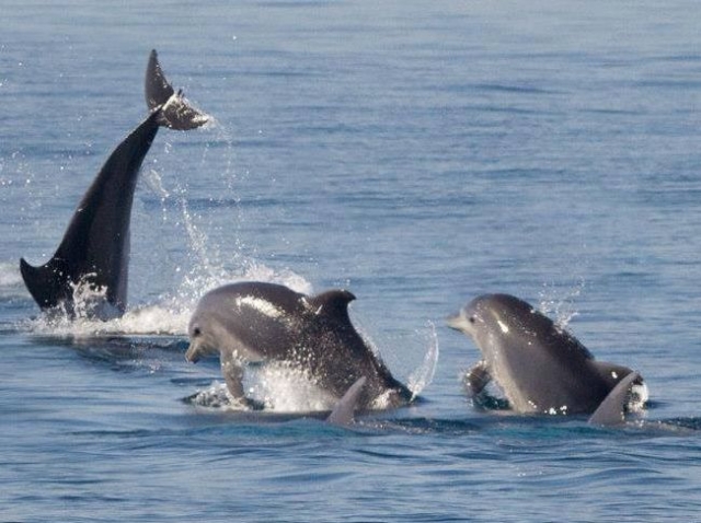banco delfines